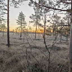 Mauri Peltokangas